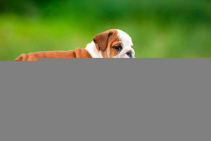 Izgled i karakter buldoga, sadržaja i troškova pasa Izgled i karakter buldoga, sadržaja i troškova pasa